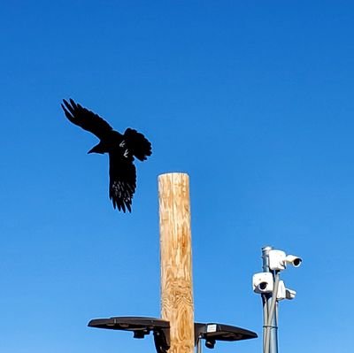 sailtheplains's profile picture. INTP. Video games. Writing! Justice! Planning out my Mad Max car for when corporate-caused global warming destroys the planet. BLACK LIVES MATTER. She/Her