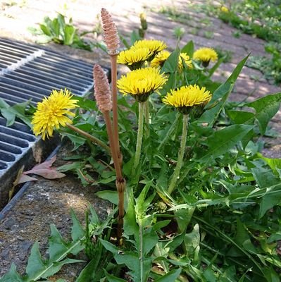 suikasuki__'s profile picture. 毎日がえ日🦐✨
A.B.C-Zと共にの日々。
オタク仲間の『娘』、平和の象徴のような息子『鳩』、お気に入りタレントは呼び捨てにする『夫』とアラフィフに足を踏み入れたぼたん『私』の暮らし。星聖児に下知を賜りたい界隈。