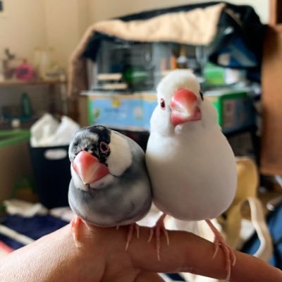 桜文鳥→ジン 白文鳥→なごみ 日々の文鳥ライフの記録に気軽にいいねお願いします🐥