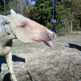 lawl3010's profile picture. America First