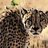 Cheetah Social Media