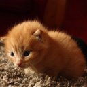 rose gale - @rose_flower_200 - Twitter