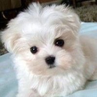 โฏฬซ (@sukinako2nu) 's Twitter Profile Photo โฏฬซ (@sukinako2nu) 's Twitter Profile Photo