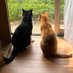 Catally299 (@dignityofanimal) Twitter profile photo Catally299 (@dignityofanimal) Twitter profile photo
