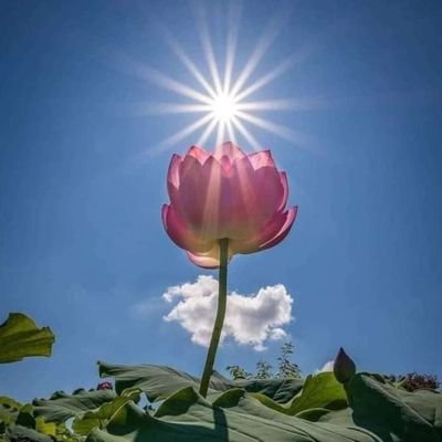 soumyakulu's profile picture. Just simple.
