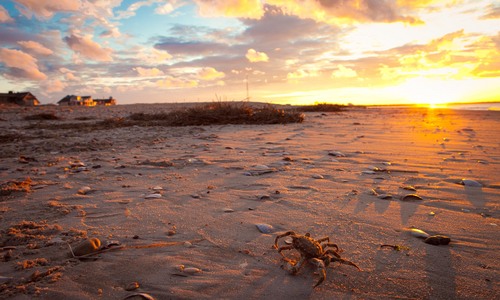 DevonShanor's profile picture. I am a professional photographer located in Virginia Beach, Virginia.  My specialty is love.  I strive to capture love in every shot I take!