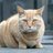 🐈さんのプロフィール画像