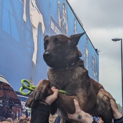 Official Goodison Dog Page | Everton Dogs of War 🐺