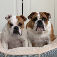 Winnie & Piglet The Bulldogs(@WinniePigletFLA) 's Twitter Profile Photo