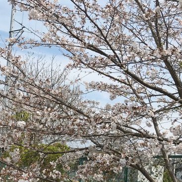 ますです。Katherineです。 今のところ生きてます。