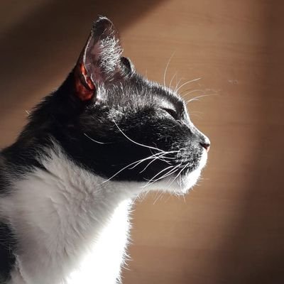 nicolas__caver's profile picture. 