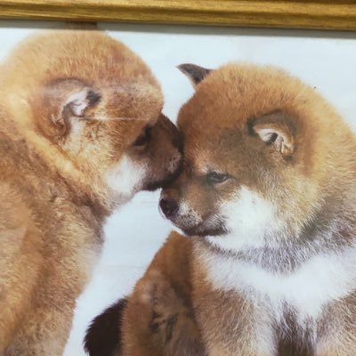 柴犬が大好き、柴犬と暮らしてる方無言フォローしちゃう事多いいです🙇♂️アーセナル大好き #柴犬 #arsenal #cript #BCG