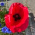 Louisa Le Feuvre (@missmuffet1971) Twitter profile photo Louisa Le Feuvre (@missmuffet1971) Twitter profile photo