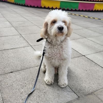 KevinGSWatt's profile picture. Ex North Northants Corby Rural councillor. views my own. Let's build more homes with solar panels and a battery.