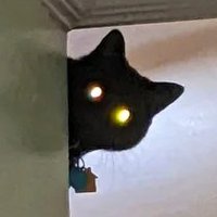 Nekotaclysm π (@nekotaclysm) 's Twitter Profile
