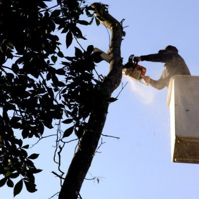MaidstoneTree's profile picture. Specialist Arborist serving clients in Maidstone and the surrounding areas