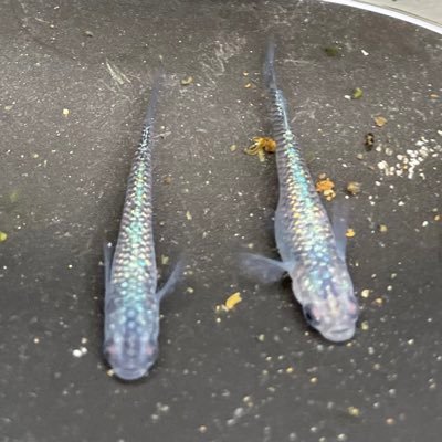 vrxn4_m's profile picture. 初めまして。165cm.80kg バスケ好きです。ボートも好きです。筋トレ、メダカも好きです。 急にフォローすみません。