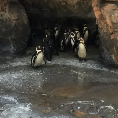 koushiman1's profile picture. 新潟で塾講師してます。小中高、全教科指導。専門は量子化学。R言語、pythonで塾生の成績を統計分析、研究。数学のテスト作りはtex。教務面で色々します。興味持った人をフォローします。よろしくお願いします。