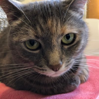 crischappy's profile picture. Cat mom. Space cadet. Swimmer.