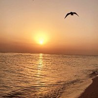 محمد بن حيدرة (@v3mv3djivi4te3v) Twitter profile photo