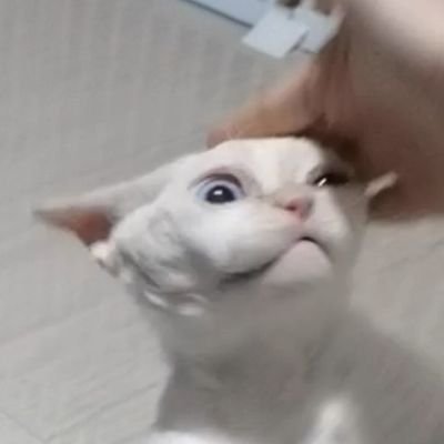 不死鸟之歌さんのプロフィール画像