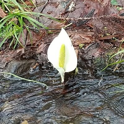 はじめまして。もう少しで2度目の成人。ミラに再燃。松本在住。不慣れなため、無意識にご迷惑をおかけしておりましたら申し訳ありません。無言フォロー失礼致します🙇🏻♀