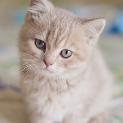 20↑ 最近はあくねこにはまってます🐈‍⬛ 基本閲覧垢です