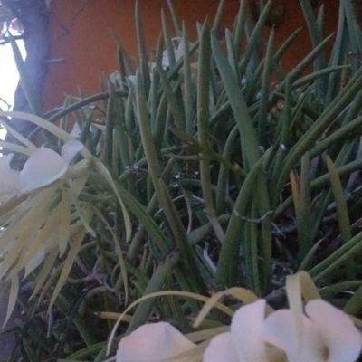 flordeloto194's profile picture. Santa Ana