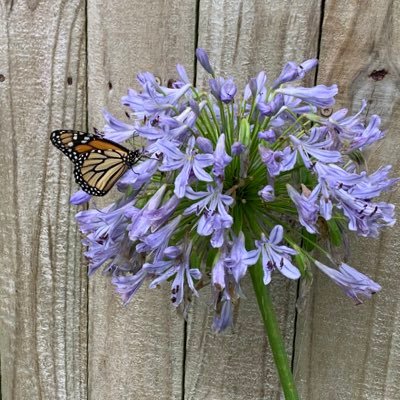 papillonfleur08's profile picture. Catholic mom & wife. Believer and lover of Truth. Quiet but always listening.  Always praying for all ❤️