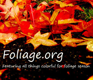 Foliage.org is a website dedicated to informing fall foliage travelers of the best places to view autumn leaves. Find insider information on local foliage.