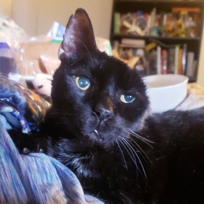 Earned his wings 05/02/2021 🌈
Ex feral cat. Older than Methuselah's Father. One eared and loving it. Here for all the snacks.
#superseniorcatsclub