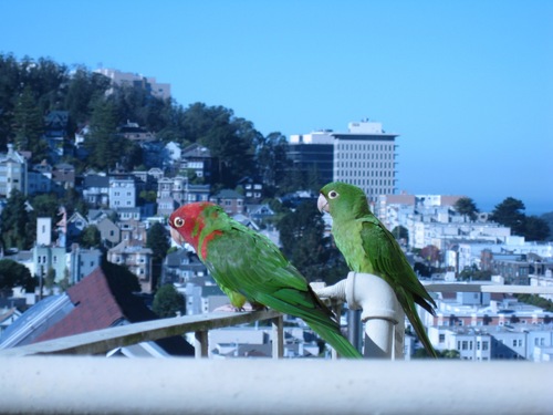 We're wild parrots and we love living in San Francisco.