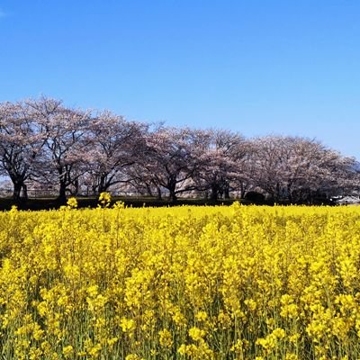 oXoC7wMtNlaKilM's profile picture. 好きなもの　料理、小説、ピアノ（聴くだけ)、植物、美術館、短歌、写真。