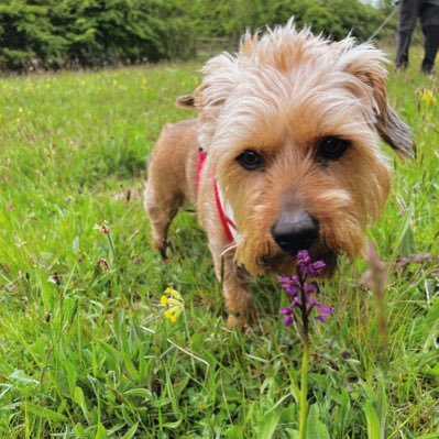 Brill_Brunette's profile picture. Daydreamer & avid nature nerd