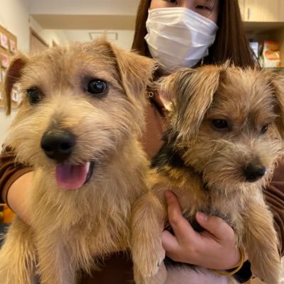 SORAMEI4's profile picture. ノーフォーク・テリア2匹との日常をアップ。YouTubeにも進出する、、かも？ SORA(そら)♂レッド 福岡県糸島市出身 2019/12/23生まれ 2020/4/1お迎え  MEI(めい)♀ブラックタン 兵庫県三田市出身 2020/7/6生まれ 2020/8/29お迎え