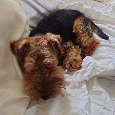 Nash a 4 yr old Welsh Terrier rehome has come to live with 2 mad Francophiles. Will never replace Nico born 2008. RIP 14/12/21 🌈a French fox terrier mix