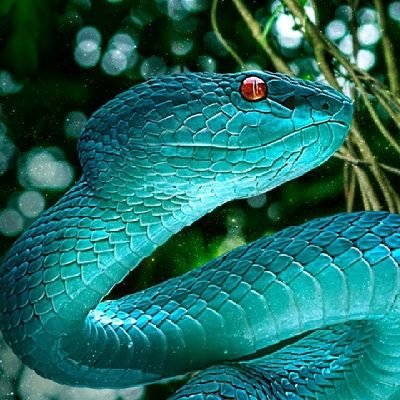 only_mamba's profile picture. 