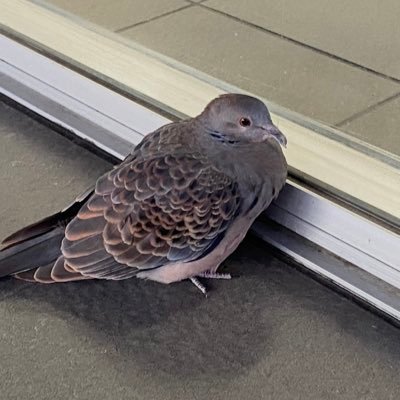 fQg5jCOG8j8ho2k's profile picture. 新ロン2.雀魂.Mリーグ