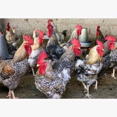 Mgeu2Issa's profile picture. 