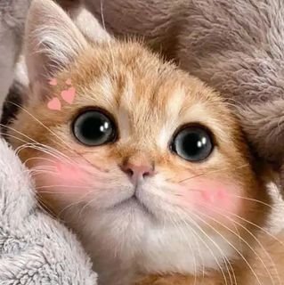 jiji76151056's profile picture. 喜欢什么类型的小姐姐呢
私信加关注，给你发链接哦
#马来西亚#学生妹#台湾#御姐#萝莉