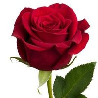 🇵🇰پاکستان زندہ باد🇵🇰 (@90mujeeb) 's Twitter Profile