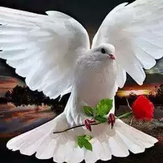 T73657704's profile picture. 1234