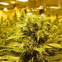 Cali Green - @iGROWDAiLY - Twitter