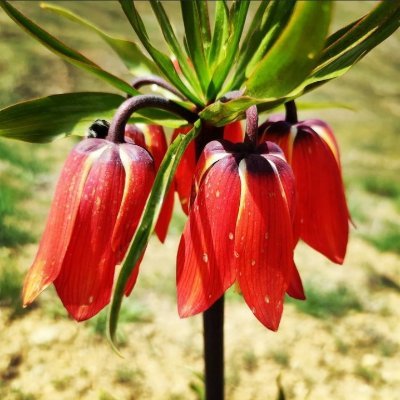 Sadegh1993.
Creator of a work of art.
Photos, animations and videos.
Animated arts in the heart of nature with beautiful
==NFT=
https://t.co/MKV7fGsynk