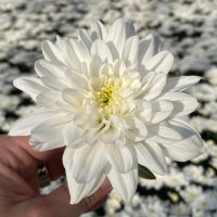 Yorick Leeuwis (@lewis_flowers) 's Twitter Profile