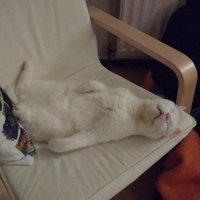 TiredLion (@lester_thecat) 's Twitter Profile