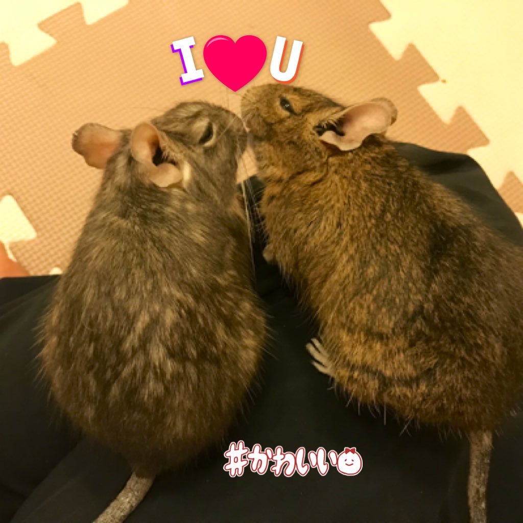 2019年7月からデグーを飼い始め、メロメロに❤️日々Twitterやアメブロにてペット情報を収集するのが楽しみ。人よりも動物の方が近い距離感。デグーや小動物好きとつながりたいです。少し空き時間にちくちく刺し子もしています。どうぞよろしくお願いします🤲