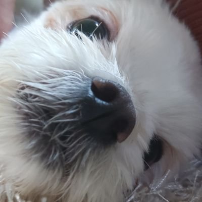 에레ㅔㅔ렙さんのプロフィール画像
