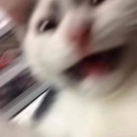 Pandauwu (@pandamonio_32) 's Twitter Profile