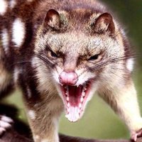 Angry Quoll (@theangryquoll) 's Twitter Profile